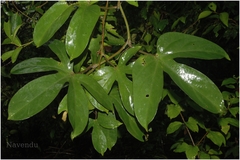 Adenia hondala